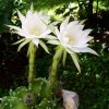 Echinopsis _subdenudata _11